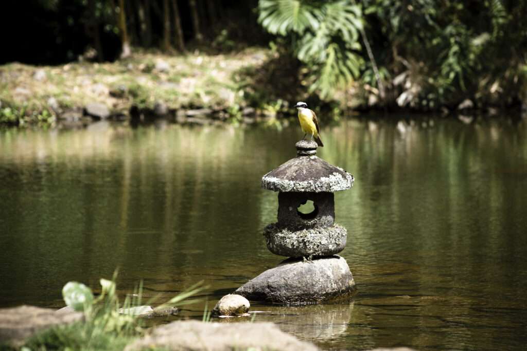 5 Active Ways to Relax in Your Zen Garden